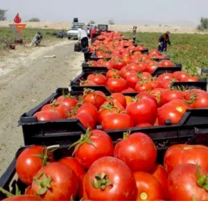 خبر خوش برای گوجه‌کاران استان بوشهر؛ مدل عملیاتی یک نماینده کارآمد